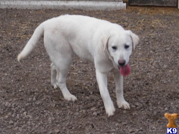 Labrador Retriever Puppies